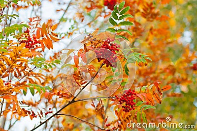 Red berries and orange rowan leaves â€“ a beautiful enlarged view of a tree branch in autumn with bokeh effect Stock Photo